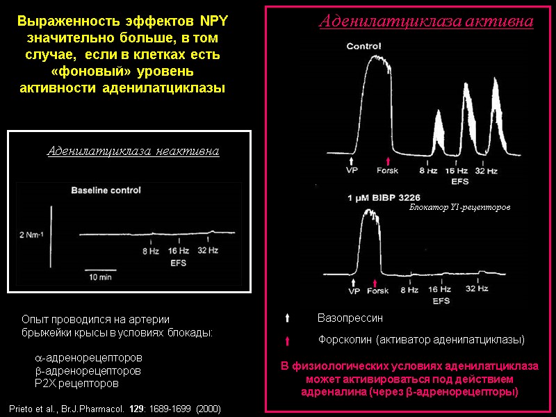 Выраженность эффектов NPY значительно больше, в том случае, если в клетках есть «фоновый» Выраженность эффектов NPY значительно больше, в том случае, если в клетках есть «фоновый»